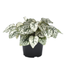 Hypoestes phyllostachya (White) – Colorful Polka Dot Plant