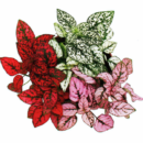 Hypoestes phyllostachya (Pink,Red,White Combo of 3 Saplings)