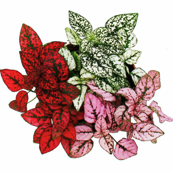 Hypoestes phyllostachya (Pink,Red,White Combo of 3 Saplings)