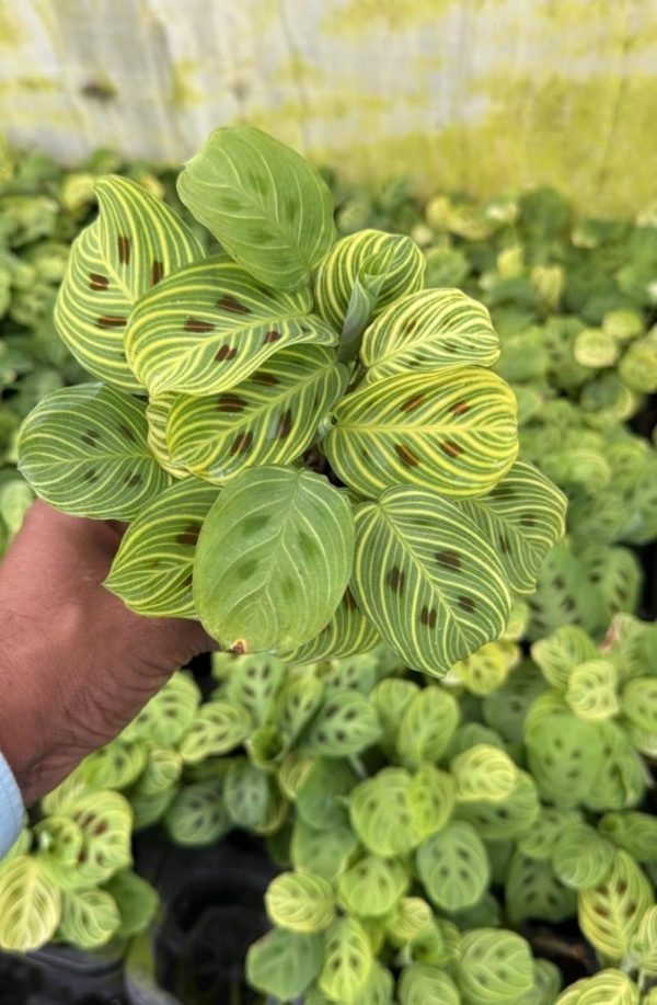 Maranta Leuconeura ‘Gold Lines’ (Prayer Plant) - Image 2