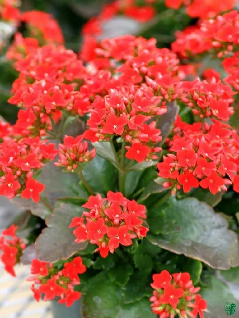 Red Kalanchoe Plant - Image 2