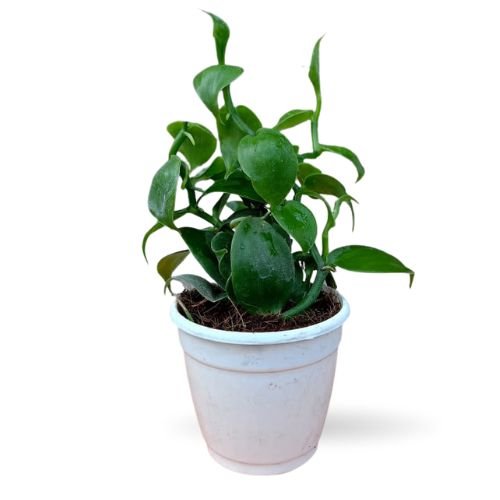 Vanilla Planifolia (Vanilla Orchid)