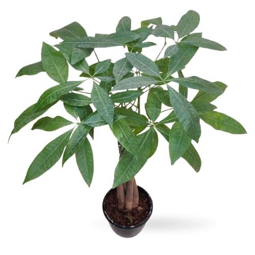 Pachira Braided Money Plant (Money Tree) – Symbol of Prosperity & Good Luck - Image 2