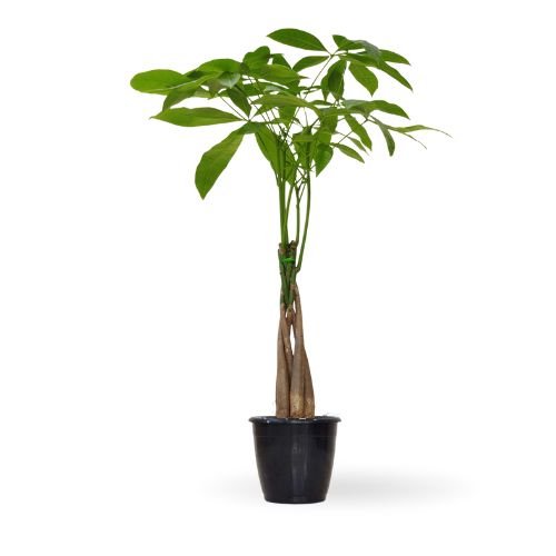 Pachira Braided Money Plant (Money Tree) – Symbol of Prosperity & Good Luck