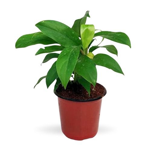 Philodendron Ceylon Green Plant - Image 2