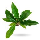 Philodendron Narrow Green