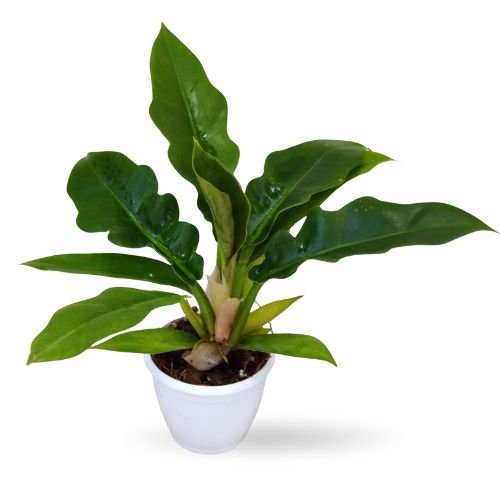 Philodendron Narrow Green - Image 2