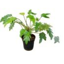 Philodendron Xanadu Green – Indoor Foliage Plant