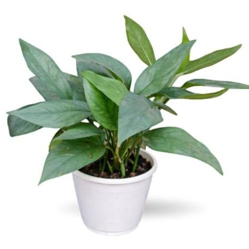 Pothos Cebu Blue (Epipremnum pinnatum ‘Cebu Blue’)