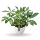 Schefflera (Umbrella Plant) – Hardy Air-Purifying Indoor Foliage Plant