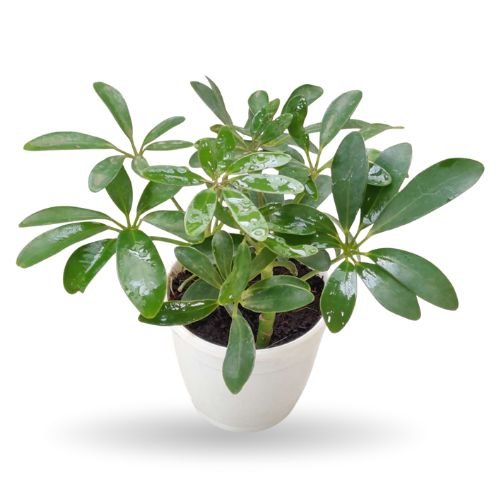 Schefflera (Umbrella Plant) – Hardy Air-Purifying Indoor Foliage Plant