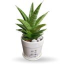 Sansevieria Gabriella Hybrid Plant in Ceramic Pot
