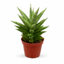 Sansevieria Gabriella Hybrid