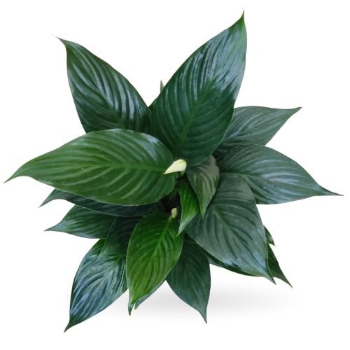 Spathiphyllum Crown Plant - Image 2
