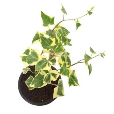 English Ivy Variegated – Trailing Indoor Vine