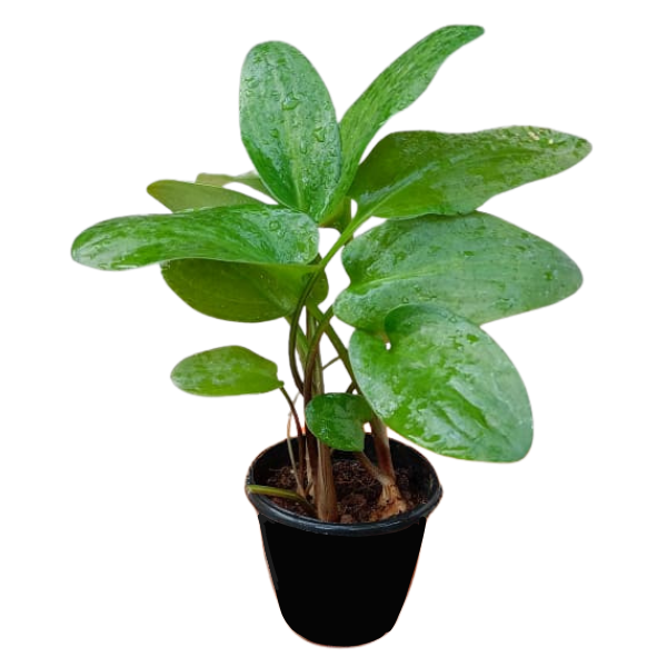 African Hosta (Drimiopsis maculata) – Speckled Leaf Shade-Loving Plant - Image 3