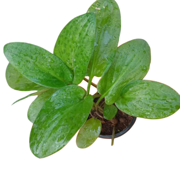 African Hosta (Drimiopsis maculata) – Speckled Leaf Shade-Loving Plant - Image 2