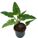 African Hosta (Drimiopsis maculata) – Speckled Leaf Shade-Loving Plant