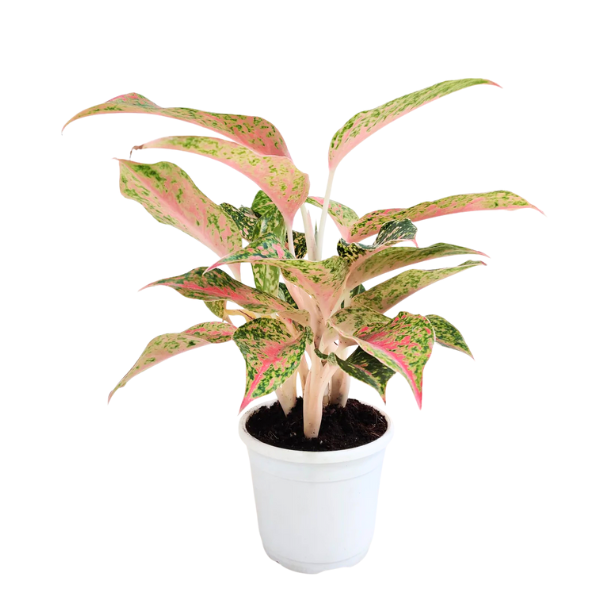 Aglaonema ‘Firework’ – Rare Pink & Green Variegated plant - Image 2