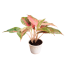 Aglaonema ‘Firework’ – Rare Pink & Green Variegated plant
