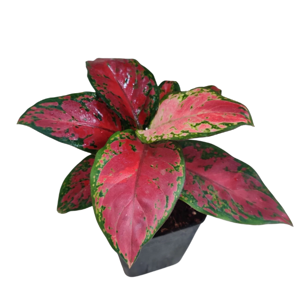 Aglaonema Black Anyamanee Plant – Rare Dark Foliage