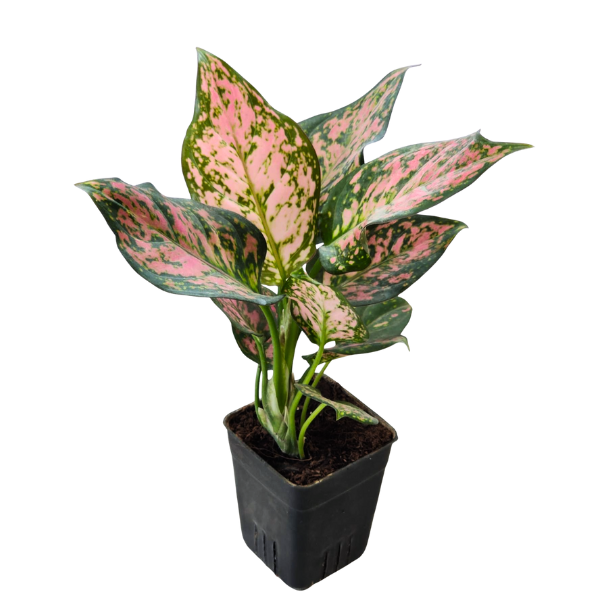 Aglaonema Pink Valentine
