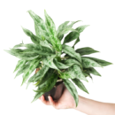 Aglaonema ‘Greyhound’ – Rare Silver-Grey Indoor Foliage Plant
