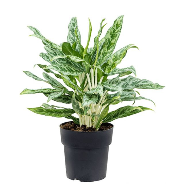 Aglaonema ‘Greyhound’ – Rare Silver-Grey Indoor Foliage Plant - Image 3