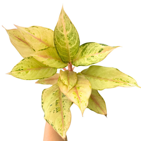 Aglaonema ‘Lucky’ – Vibrant Rare Green-yellow -Red Plant - Image 2