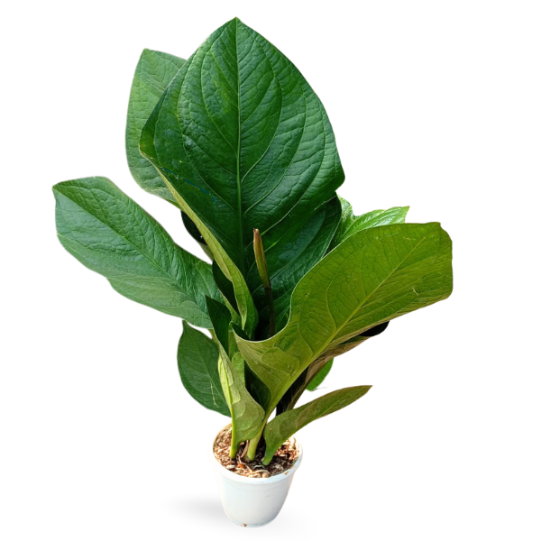 Anthurium jenmanii (Large)