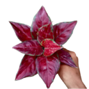 Aglaonema ‘Black Maroon’ – Rare Dark-Foliage Indoor Plan