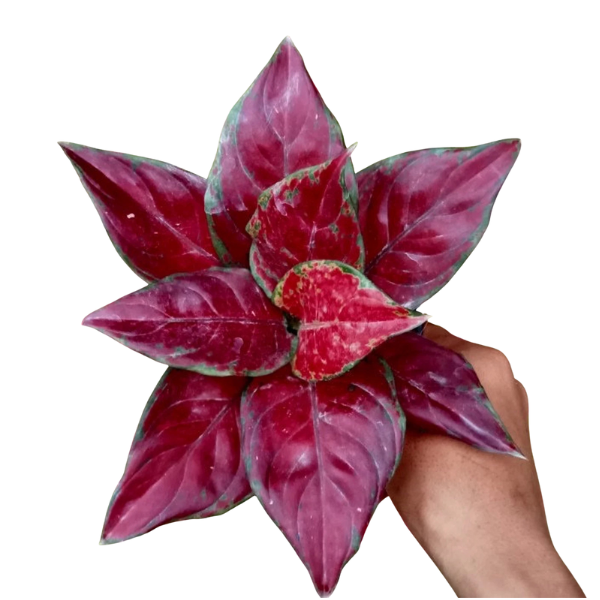 Aglaonema ‘Black Maroon’ – Rare Dark-Foliage Indoor Plan