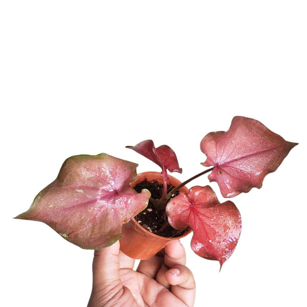 Caladium ‘Red Flash’ Hybrid – Vibrant Red Heart-Leaf Plan - Image 2