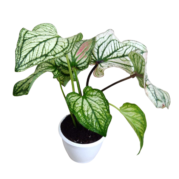 Caladium ‘Debutante’ – Elegant White Caladium