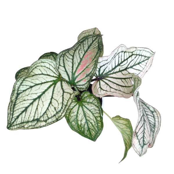 Caladium ‘Debutante’ – Elegant White Caladium - Image 2