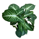 Xanthosoma lindenii Plant – Exotic Caladium Foliage