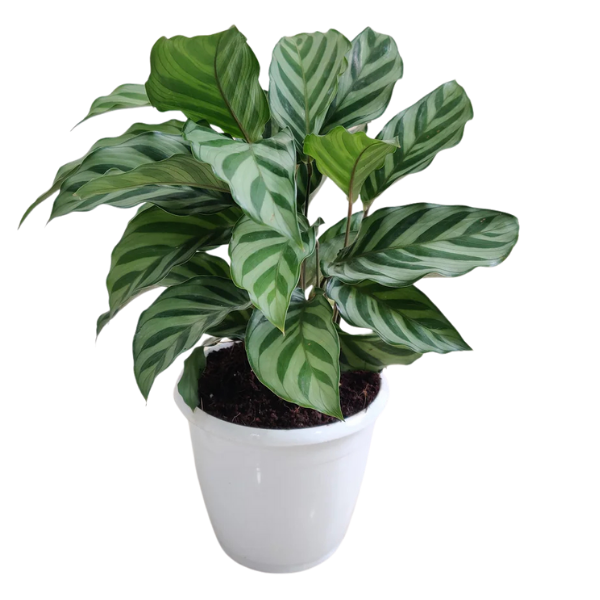 Calathea ‘Freddie’ (Calathea concinna ‘Freddie’)