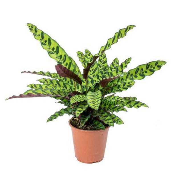 Calathea insignis – Rattlesnake Plant - Image 2