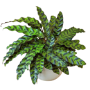 Calathea insignis – Rattlesnake Plant