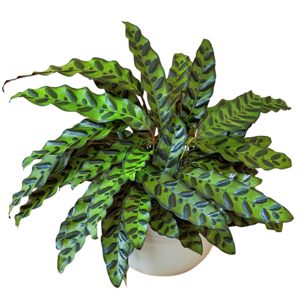 Calathea insignis – Rattlesnake Plant