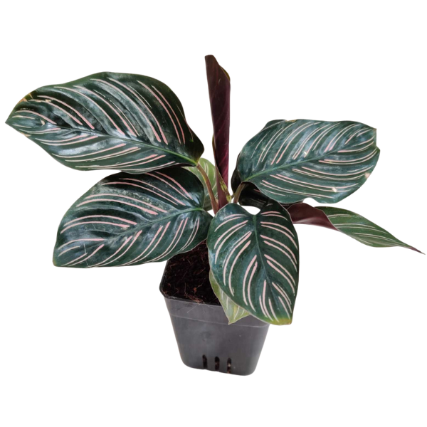 Calathea Ornata Plant – Pinstripe Prayer Plant