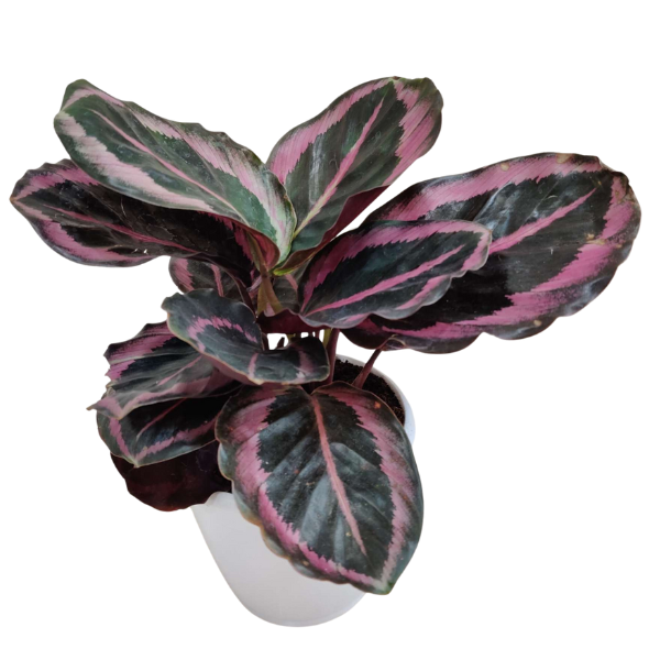 Calathea Red Wine - Image 2