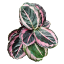 calathea red wine