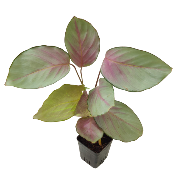 Calathea roseopicta ‘Silver Plate’ - Image 2
