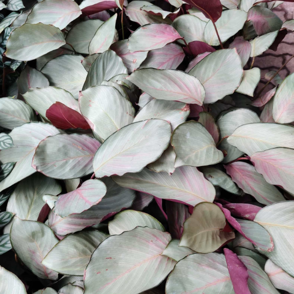 Calathea roseopicta ‘Silver Plate’ - Image 3