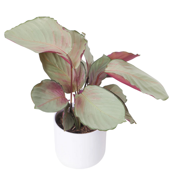 Calathea roseopicta ‘Silver Plate’