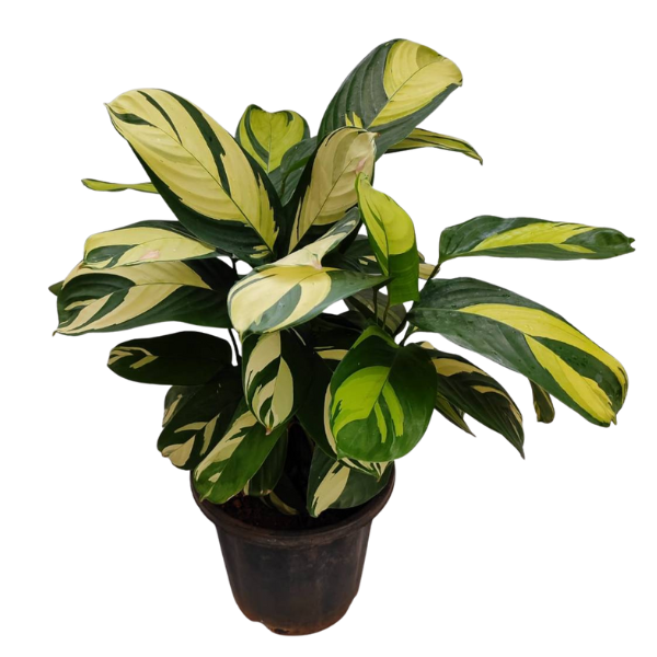 Calathea ‘Golden Mosaic’