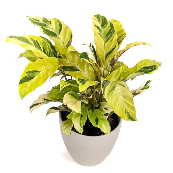 Calathea ‘Yellow Fusion’