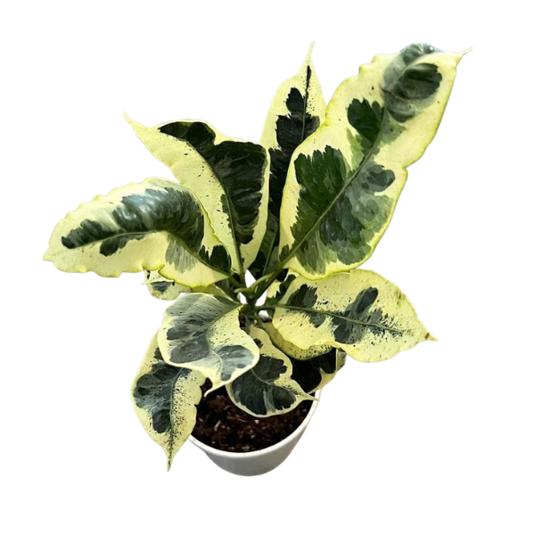 Tamara Croton (Codiaeum variegatum ‘Tamara’)