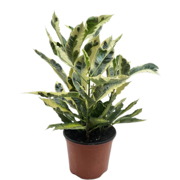Tamara Croton (Codiaeum variegatum ‘Tamara’) - Image 3